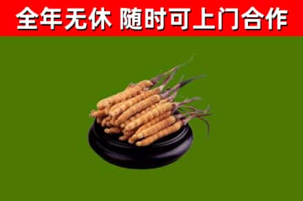 济源回收冬虫夏草